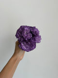CLAVEL MORADO