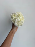 CLAVEL BLANCO